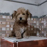 سگ گمشده  یابنده مژدگانی میدم