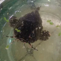 کت فیش لجن خوار رافائل