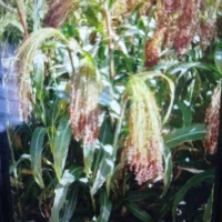 جارو دارم برا فروش