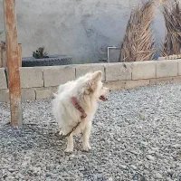 معاوضه