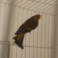 سهره قناری مست