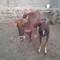 گوساله وگاو گوشتی وگاو گوساله بومی|حیوانات مزرعه|صحنه, |دیوار