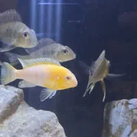 پرکسیموس و ردچیک