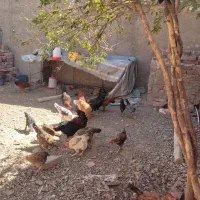 مرغ و خروس
