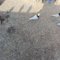 کفترطوقی 6عدد3نر3ماده|پرنده|برخوار, |دیوار