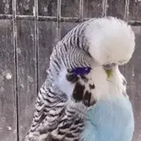 مرغ عشق انگلیسی