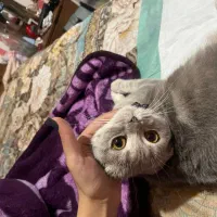 گربه اسکاتیش بلو