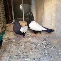 کبوتر سرته و دم سفید