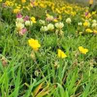زمین مسکونی جواهرده ۲۴۷ متر ویو رودخانه زیر قیمت