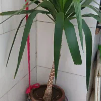 یوکا