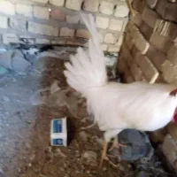 فروش خروس|حیوانات مزرعه|مرودشت, دولت آباد|دیوار