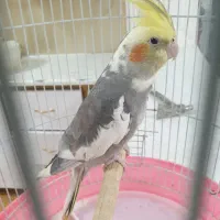 عروس هلندی دستی و سخنگو