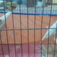 فروش جفت قناری رسمی