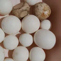 سنگ اسیاب قیمتی|جواهرات|بروجرد, |دیوار