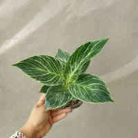 ۷مدل فیلودندرون برکین بلک رشته ای کنگره چماقی