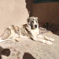 توله آلابای نر