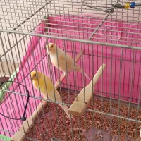 قناری سرخ و موزاییکی|پرنده|کرمانشاه, |دیوار