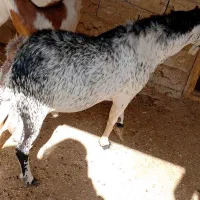 نری هم برای داشت و هم برای مال|حیوانات مزرعه|درگهان, |دیوار