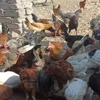 مرغ و خروس محلی