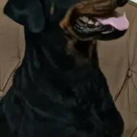 سگ روتوایلر اصیل|سگ|پاکدشت, پاکدشت (مامازند)|دیوار