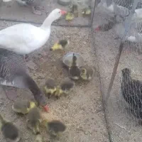 غاز و جوجه