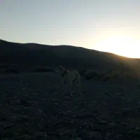 سگ گله