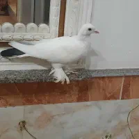 کبوتر دم سیاه