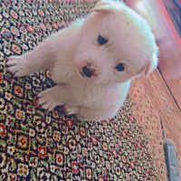 سگ پامر عروسکی