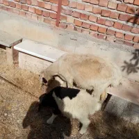 میش با بره نر دو ماهه