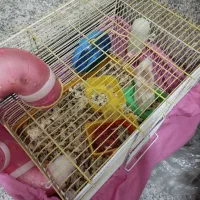 همستر|موش و خرگوش|ری, اقدسیه|دیوار