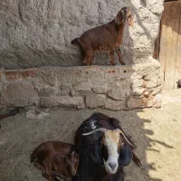 بز پر شیر، دوقلو زا