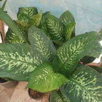 فروش انواع گل وگیاهان اپارتمانی|گل و گیاه طبیعی|آران و بیدگل, |دیوار