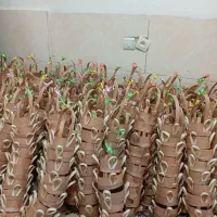 سبزه‌سبد‌خالی