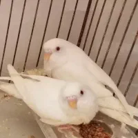 مرغ عشق آلبینو چشم شرابی|پرنده|شیراز, شهرک گلها|دیوار