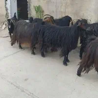7عدد شیر بُز،دو تا بزغاله چاق و یه بزغاله دانخور|حیوانات مزرعه|کارزان, |دیوار