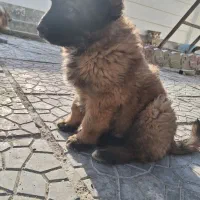 سگ سرابی سگ