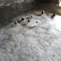 طوقی