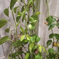 فروش گل و گلدان|گل و گیاه طبیعی|ورامین, شهرک فجر|دیوار