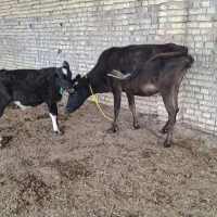 مسیرحمیدیه گنبوعه