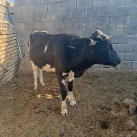 گوساله نر درجه یک