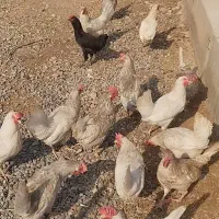مرغ سرحال