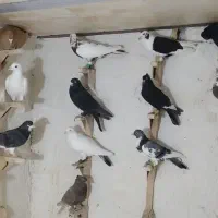 دسته کفتری (کبوتر)پرشی|پرنده|مرودشت, کوشک|دیوار