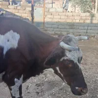 گاو جوان|حیوانات مزرعه|مهران (ایلام), |دیوار