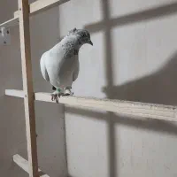 کبوتر|پرنده|قم, شهر قائم|دیوار