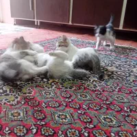 واگذاری|گربه|یاسوج, |دیوار