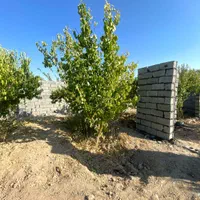 باغ/باغچه ۳۰۷ متر،محوطه سازی،دسترسی عالی|فروش زمین و ملک کلنگی|وحیدیه, |دیوار