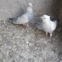 کبوتر سینه|پرنده|بجنورد, |دیوار