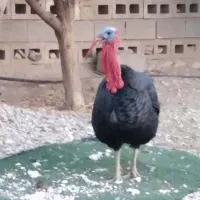 سلام علیکم فروش غاز و بوقلمون|حیوانات مزرعه|رویدر, |دیوار