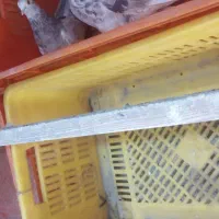 کبوتر|پرنده|ری, تقی آباد|دیوار