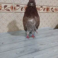 کبوتر سرور نو قنار ریز|پرنده|میانه, |دیوار